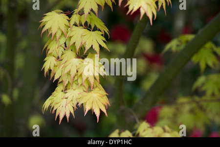 Acer palmatum Orange Traum. Japanischer Ahorn Orange Traum im Frühling. Großbritannien Stockfoto