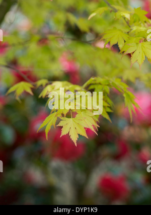 Acer palmatum Orange Traum. Japanischer Ahorn Orange Traum im Frühling. Großbritannien Stockfoto