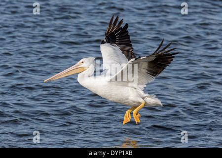 American White Pelican kommen, um an einem See landen Stockfoto