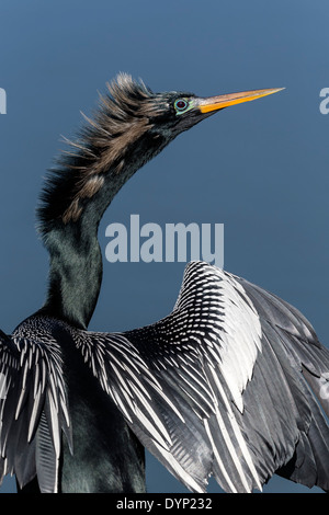 Männliche Anhinga - Porträt Stockfoto