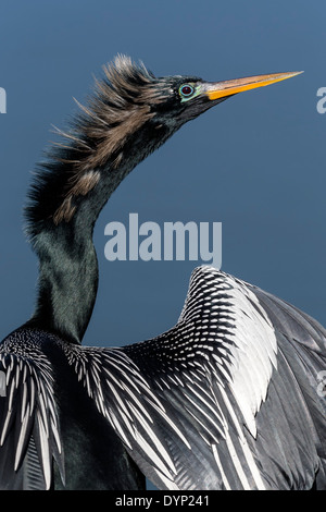 Männliche Anhinga - Porträt Stockfoto