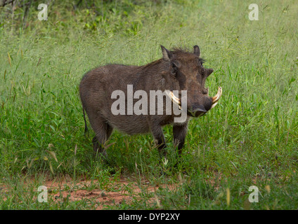 Warzenschwein, Okonjima, Namibia Stockfoto