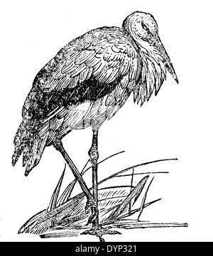 Weißstorch (Ciconia Ciconia), Illustration aus sowjetischen Enzyklopädie, 1926 Stockfoto