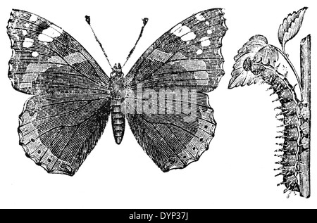 Red Admiral (Vanessa Atalanta), Illustration aus sowjetischen Enzyklopädie, 1926 Stockfoto