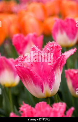 Tulipa 'Shirley Dubbel"im Garten. Stockfoto