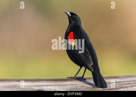 Red winged Blackbird Stockfoto