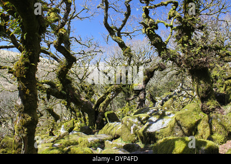 Moos und alten Eichen in Wistmans Holzes auf Dartmoor in Devon Stockfoto