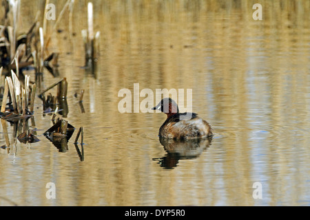 Zwergtaucher (Tachybaptus Ruficollis). Aka - Dabchick. Stockfoto