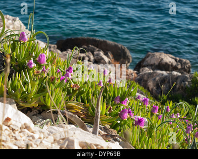 Pigface Blumen blühen auf der Insel Dugi Otok, Sali, Kroatien Stockfoto