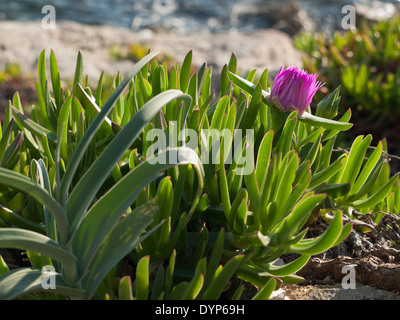 Pigface Blume in voller Blüte auf Insel Dugi Otok, Sali, Kroatien Stockfoto