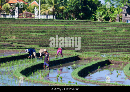 Menschen, die auf Reisfelder im Gebiet von Antosari und Belimbing (wahrscheinlich näher an Antosari), Bali, Indonesien Stockfoto