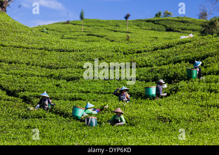 Menschen, die Ernte Tee (Camellia Sinensis) auf Tee-Plantage in der Nähe von Ciwidey, West-Java, Indonesien Stockfoto