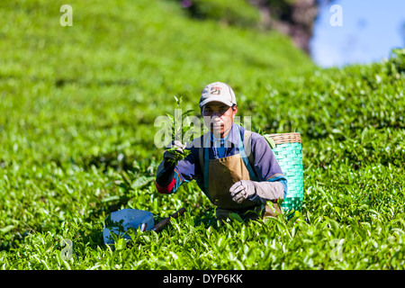 Man Ernte Tee (Camellia Sinensis) auf Tee-Plantage in der Nähe von Ciwidey, West-Java, Indonesien Stockfoto