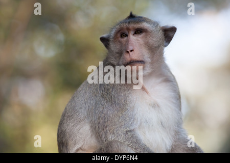 Affe (wahrscheinlich Krabbe-Essen Makaken auch bekannt als die Long-tailed Macaque) in Angkor in der Nähe von Siem Reap, Kambodscha Stockfoto