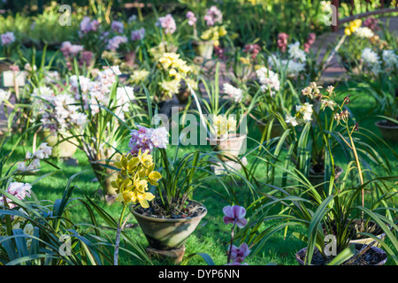 Viele Orchideen in National Kandawgyi Botanical Gardens in Pyin U Lwin, Myanmar Stockfoto