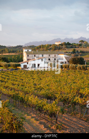 Gebäude in ausgedehnten Weinbergen in der qualifizierten Weinregion Penedes, Spanien Stockfoto