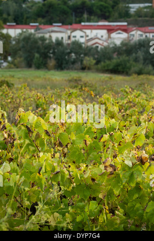 Gebäude in ausgedehnten Weinbergen in der qualifizierten Weinregion Penedes, Spanien Stockfoto