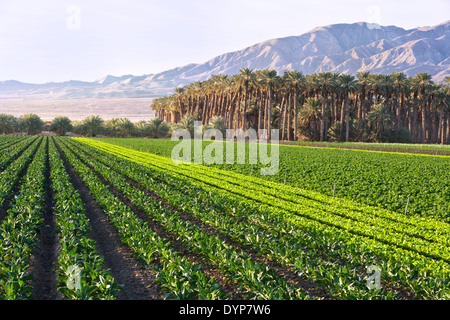 Zeile Ernte von Lacinato Grünkohl, Salat & verschiedene junge Blattgemüse. Stockfoto