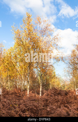 Silber-Birken in herbstlichen Farben mit braunen Bracken am Frensham Pond, Surrey, UK an einem sonnigen Tag mit blauem Himmel Stockfoto