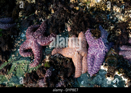 Eine Gruppe von bunten Seesternen auf mit Stachelnageln bedeckten Felsen in einer Intertidalen Zone des Pazifischen Ozeans im Great Bear Rainforest, British Columbia, Kanada. Stockfoto