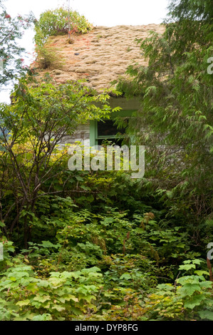 Ein verlassene Haus, bedeckt mit Moos und Laub in der Geisterstadt Ocean Falls im Great Bear Rainforest, British Columbia, Kanada. Stockfoto