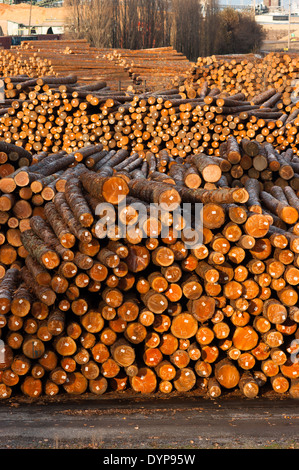 Log enden Holz runden gemessenen Baumstämme Sägewerk Stockfoto