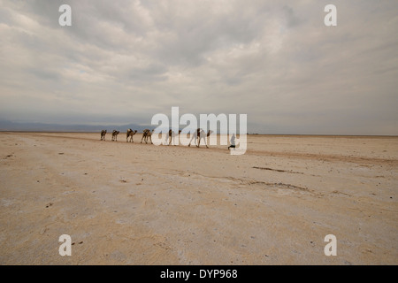 Kamelkarawanen mit Salz durch die Wüste in der Danakil-Senke, Äthiopien Stockfoto