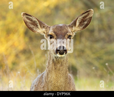 Ein schwarz - Tailed Hirsche mit einer dead Eye Plankton. Stockfoto