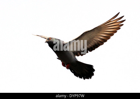 fliegende Taube isoliert auf weißem Hintergrund Stockfoto