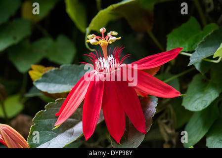 Rote Passionsblume (Passiflora Vitifolia). Monteverde, Costa Rica. Stockfoto