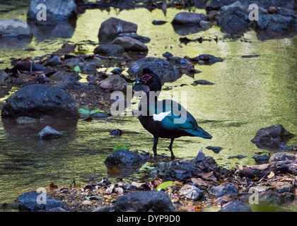 Eine wilde Muscovy Ente (Cairina Moschata) an einem seichten Bach. Carara Nationalpark, Costa Rica. Stockfoto