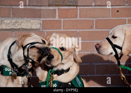 Hund Welpen in Ausbildung Begrüßung Stockfoto