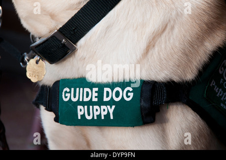 Hund Welpe Kabelbaum Stockfoto