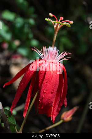 Nahaufnahme der eine rote Passionsblume (Passiflora Vitifolia). Monteverde, Costa Rica. Stockfoto