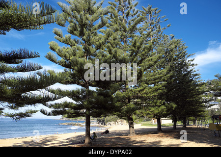 Whale Beach ist einer der nördlichen Strände von Sydney Stockfoto