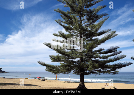 Whale Beach ist einer der nördlichen Strände von Sydney Stockfoto