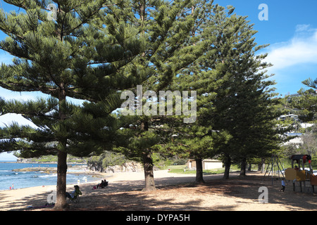 Norfolk Pinien oder dreieckige Bäume am Walstrand von Sydney, NSW, Australien Stockfoto