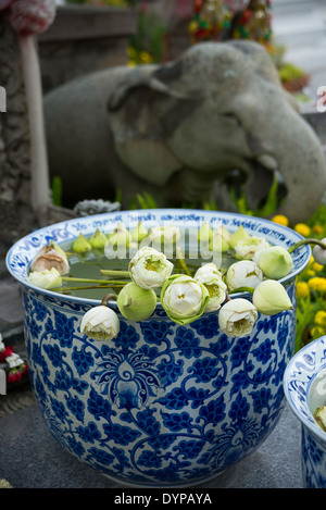 Eine große Porzellanschüssel gefüllt mit grünen Lotus Blütenknospen vor einem buddhistischen Tempel Schrein. Stockfoto