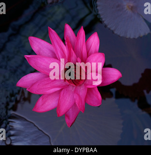 Rosa Seerose (Nymphea) in einem der Seerose Stauseen (Pools oder Teichen) im Botanischen Garten der Stellenbosch Universität. Stockfoto
