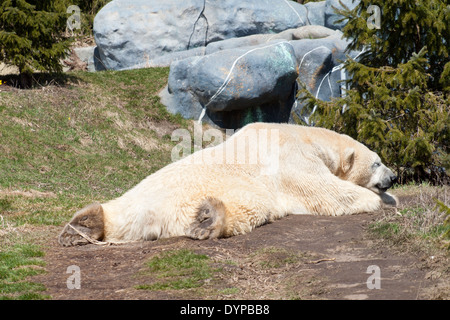 Glücklich, entspannt, Nickerchen männlichen Eisbären (Ursus Maritimus) im Zoo von Toronto in Toronto, Ontario, Kanada. Stockfoto