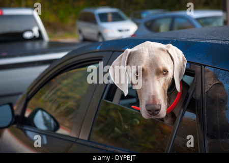 Ein Blick aus dem Autofenster auf Parkplatz Weimaraner-Hund Stockfoto