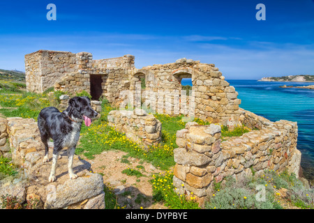 Ein Border Collie Hund stehend auf einem alten Gebäude mit Blick auf das türkisfarbene Mittelmeer auf der Küste von La Revellata ruiniert Stockfoto