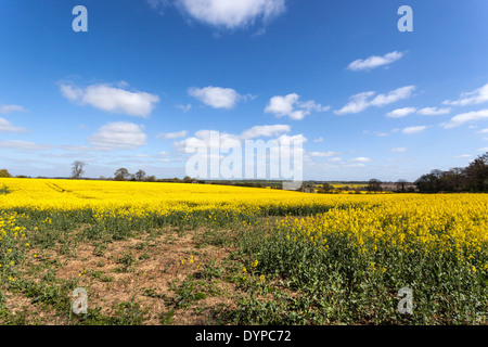 Die intensiven gelben Blüten eines Raps-Feldes gegen den blauen Himmel, St Albans, Hertfordshire, England, UK. Stockfoto