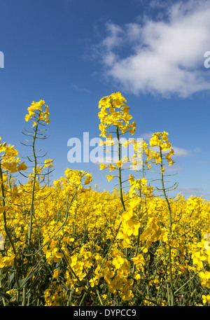 Die intensiven gelben Blüten eines Raps-Feldes gegen den blauen Himmel, St Albans, Hertfordshire, England, UK. Stockfoto