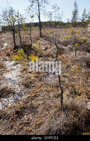 Verkrüppelte Kiefern an Hämmäauteensuo, Lappeenranta, Finnland Stockfoto