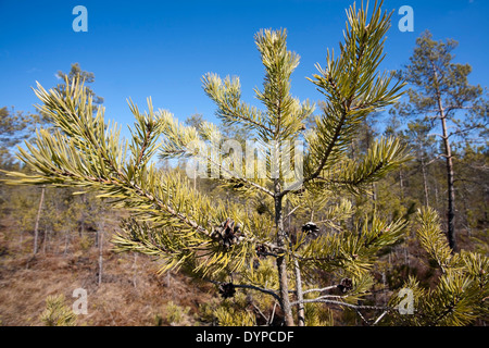 Verkrüppelte Kiefern an Hämmäauteensuo, Lappeenranta, Finnland Stockfoto