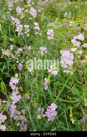 Lathyrus Latifolius, Everlasting Sweet Pea, Wales, UK. Stockfoto