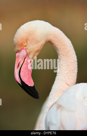 Porträt der Rosaflamingo in vertikalen, in der Camargue Stockfoto