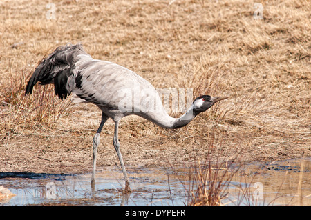 Horizontale Porträt von Kranichen, Grus Grus. Erwachsenen im Gallocanta Wildlife Reserve. Spanien. Stockfoto