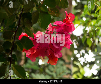 Bougainvillea pink Magenta Stockfoto